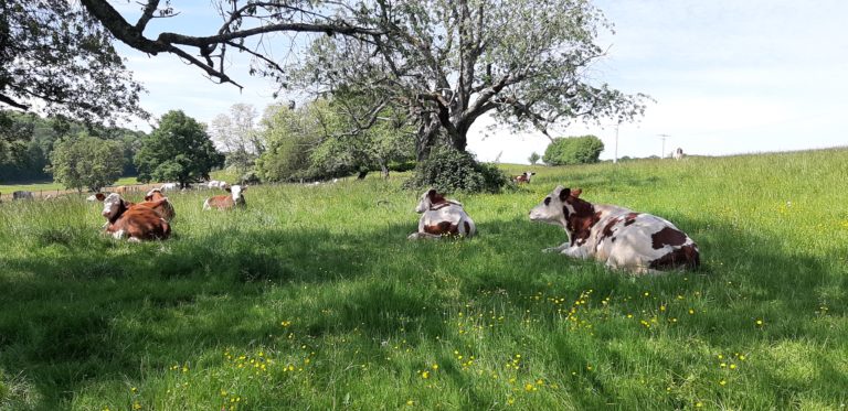 Le modèle d’élevage herbivore français, acteur du développement durable