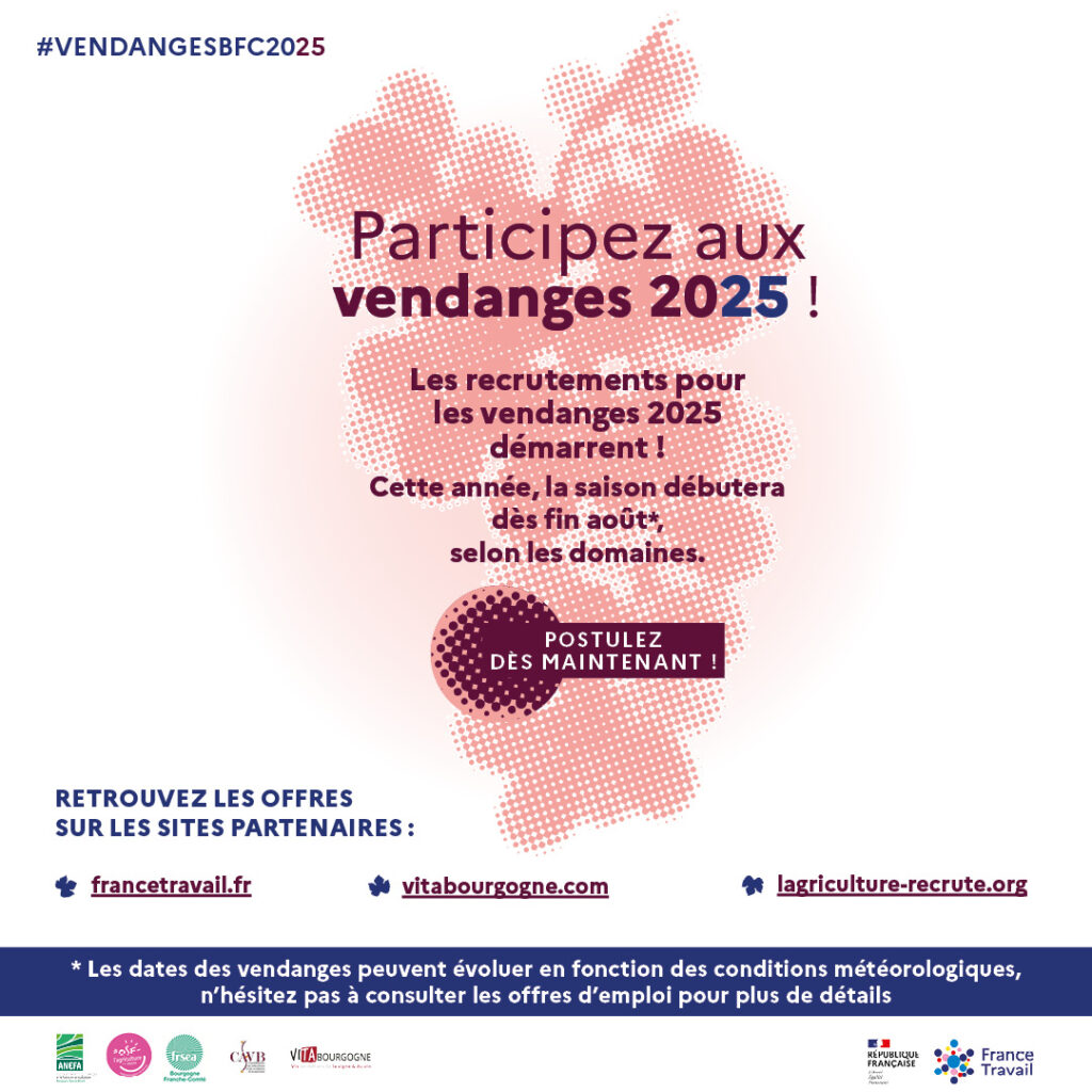 Comment participer aux vendanges en Bourgogne Franche-Comté ?