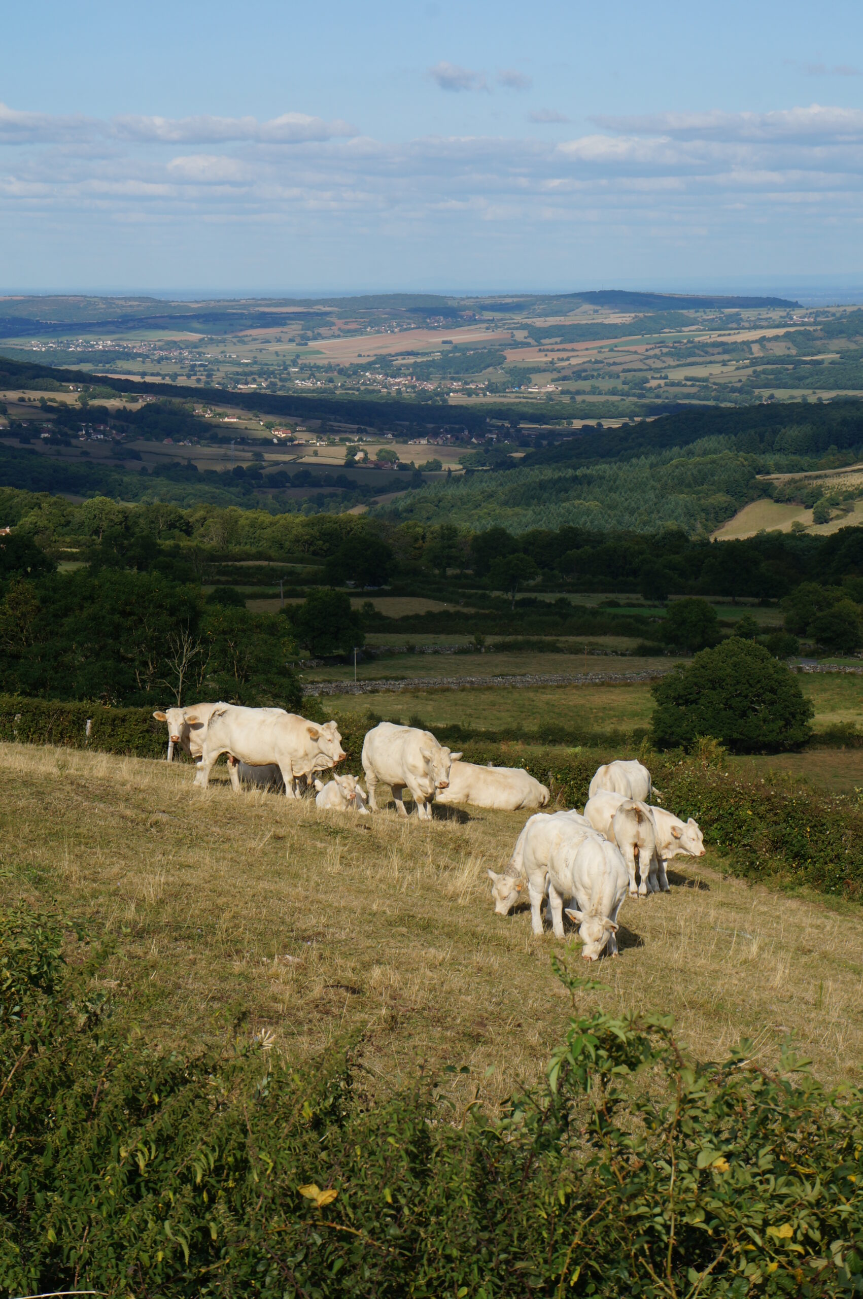 Dermatose nodulaire contagieuse : un soutien financier pour les élevages bovins fragilisés