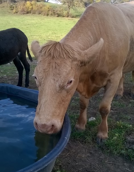 Aide aux investissements pour le stockage et le traitement des eaux pluviales pour l’abreuvement du bétail