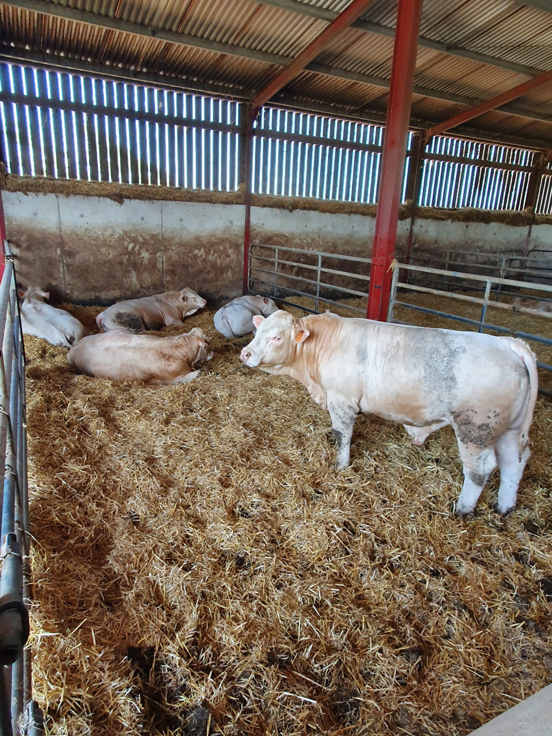 Aide aux éleveurs bovins-viande pour la période COVID 19