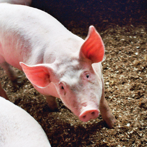 Crise porcine : mesures prises par le ministère de l’agriculture