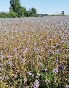 Projet pollinisateurs dans le département de l'Yonne financé par le conseil régional et le conseil départemental